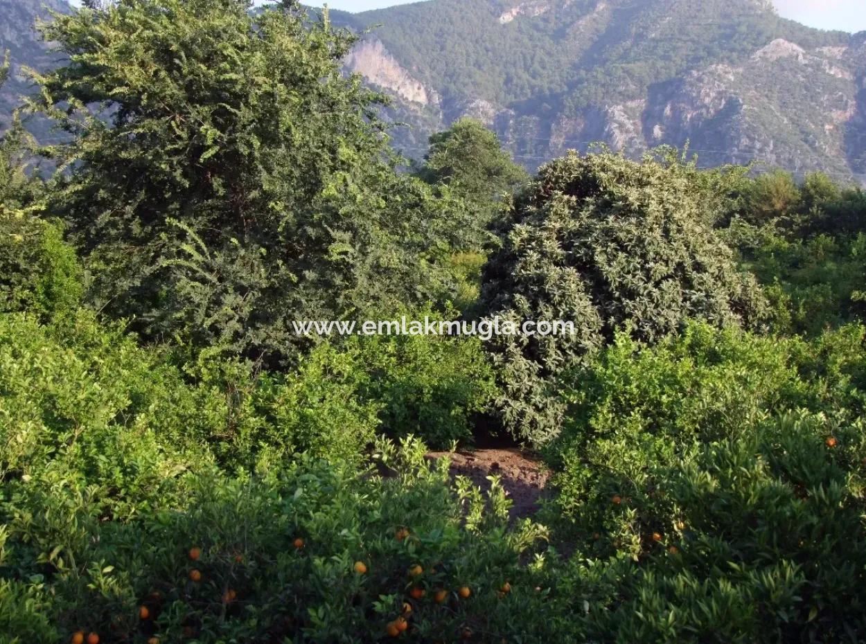 Nahe Dem Zentrum Von Dalyan In Dalyan Grundstück Für Verkauf Zum Verkauf 987M2