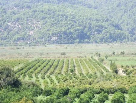 Bauernhof Zum Verkauf Bauernhof Zum Verkauf In Dalyan 73410M2