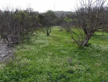 In Incirkoy Uzumlu Fethiye Grundstück Für Verkauf Bauernhof Zum Verkauf In Incirkoy