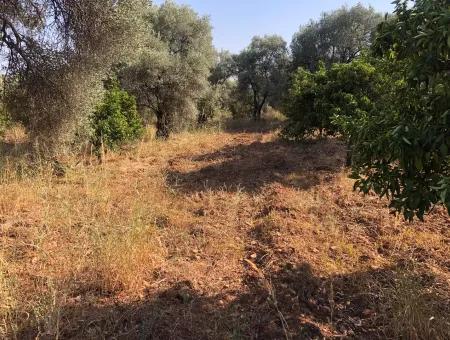 Landfeld Zu Verkaufen In Köyce'inz Yangi 9406M2 Land Zu Verkaufen