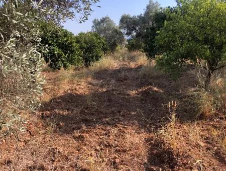 Landfeld Zu Verkaufen In Köyce'inz Yangi 9406M2 Land Zu Verkaufen