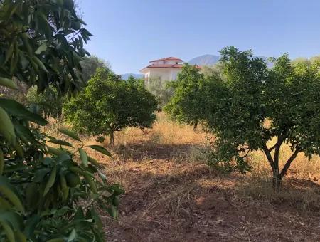 Landfeld Zu Verkaufen In Köyce'inz Yangi 9406M2 Land Zu Verkaufen