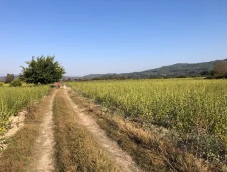 Field Zu Verkaufen In Ak'apinar 100 Acres Zu Verkaufen