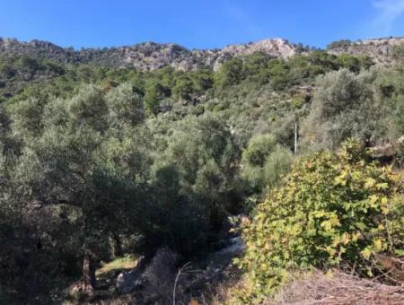 Grundstück Zum Verkauf Mit Meerblick Von Fevziye