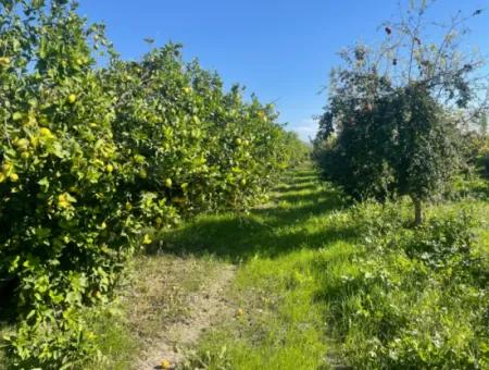 10.000M2 Zitronengarten Zum Verkauf In Karadons