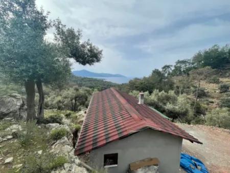 Olivenhaus Mit Meerblick In Ekincik Steht Zum Verkauf