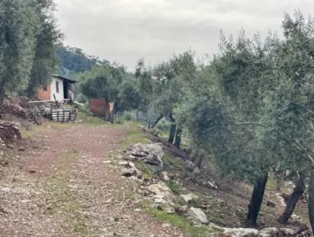 Olivenhaus Mit Meerblick In Ekincik Steht Zum Verkauf