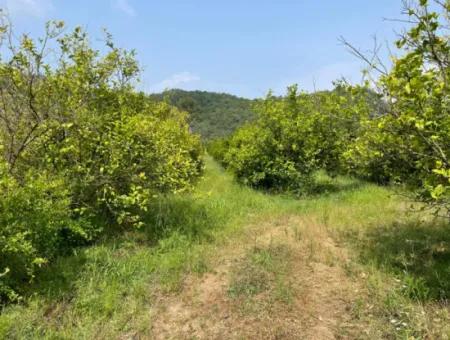 7800M2 Grundstück Zum Verkauf Am Anfang Der Strandstraße Iztuzu In Gökbel