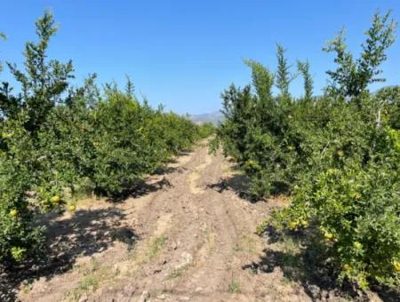 10.000 M2 Granatapfelgarten Zum Verkauf In Dalyan Arıkbaşı Und Gerendüzün