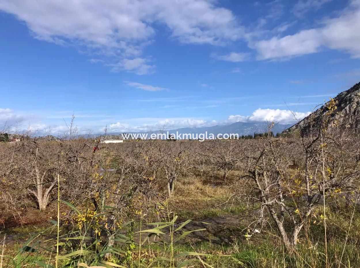 Land For Sale In Dalyan Istuzu Yollu On 24,000M2 Pomegranate Garden For Sale