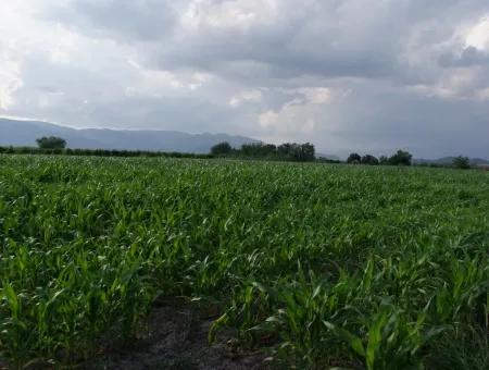 Farm For Sale Near The Centre Of Dalyan,14, 612M2 Farm For Sale