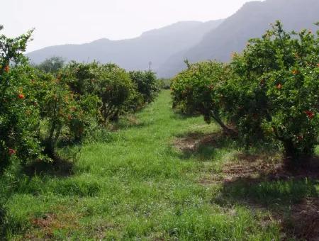 Merkez Dalyan Iztuzu Lake Garden Villa For Sale