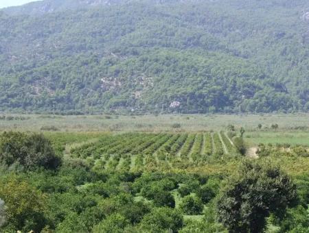 For Sale Farm For Sale In Dalyan 73410M2