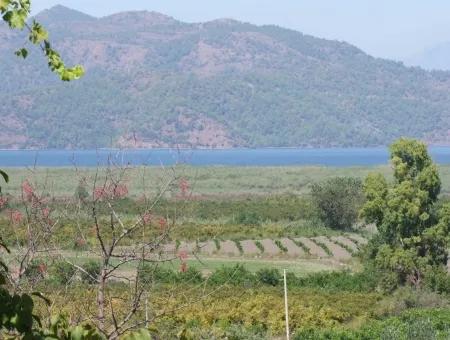 For Sale Farm For Sale In Dalyan 73410M2