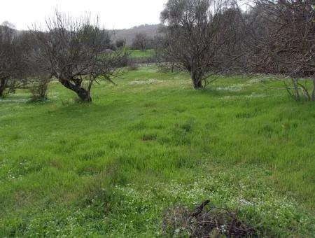 In Incirkoy Uzumlu Fethiye Plot For Sale Farm For Sale In Incirkoy