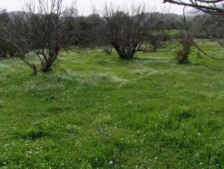 In Incirkoy Uzumlu Fethiye Plot For Sale Farm For Sale In Incirkoy