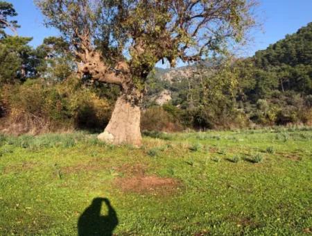 Ekincik Land For Sale 10,038M2 Land For Sale Field