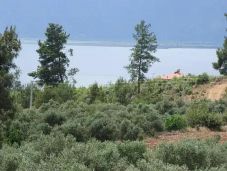 Luxury Villa For Sale In Zeytinalanda Köyceğinz Zeytınalanda 6800M2 Land Villa For Sale With Full Lake View