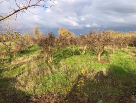 Dalyan Land For Sale Near The Center 3000M2 5% Zoning Land For Sale