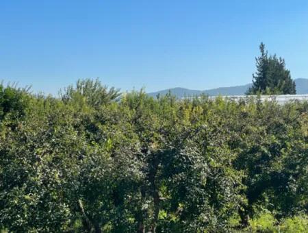 2223M2 Fields For Sale In Dalyan