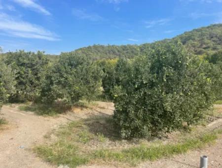 4000M2 Land For Sale Zoned In Village Built-Up Area In Tepearasin