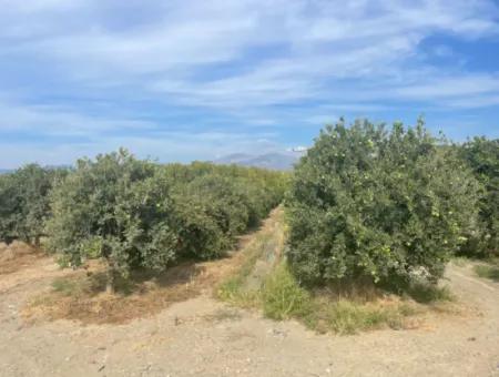 4000M2 Land For Sale Zoned In Village Built-Up Area In Tepearasin