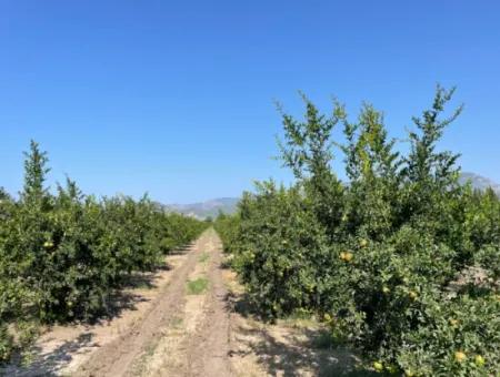 10,000M2 Pomegranate Garden For Sale In Dalyan Arıkbaşı And Gerendüzün