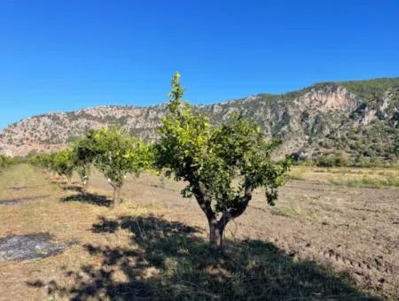 Land For Sale In Dalyan Close To The Center Of 6600M2