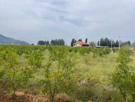 Field For Sale 6500M2 In Dalyan