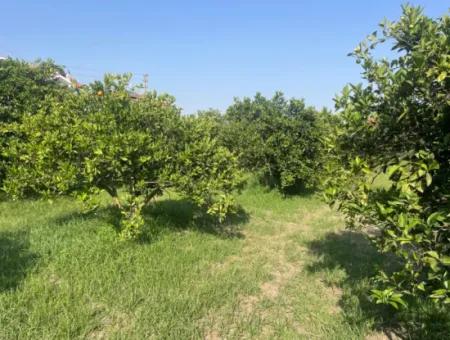 Land For Sale In Gulpinar, Dalyan 722M2