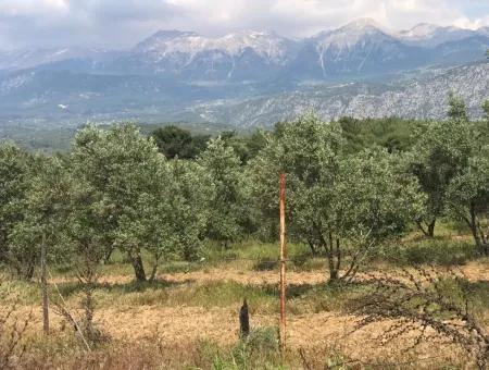 Seydikemer Korubükün Satılık 76000M2 Ciftlik Arazisi