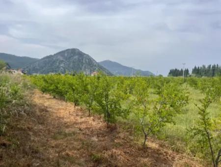 Dalyan'da 6500M2 Satılık Tarla